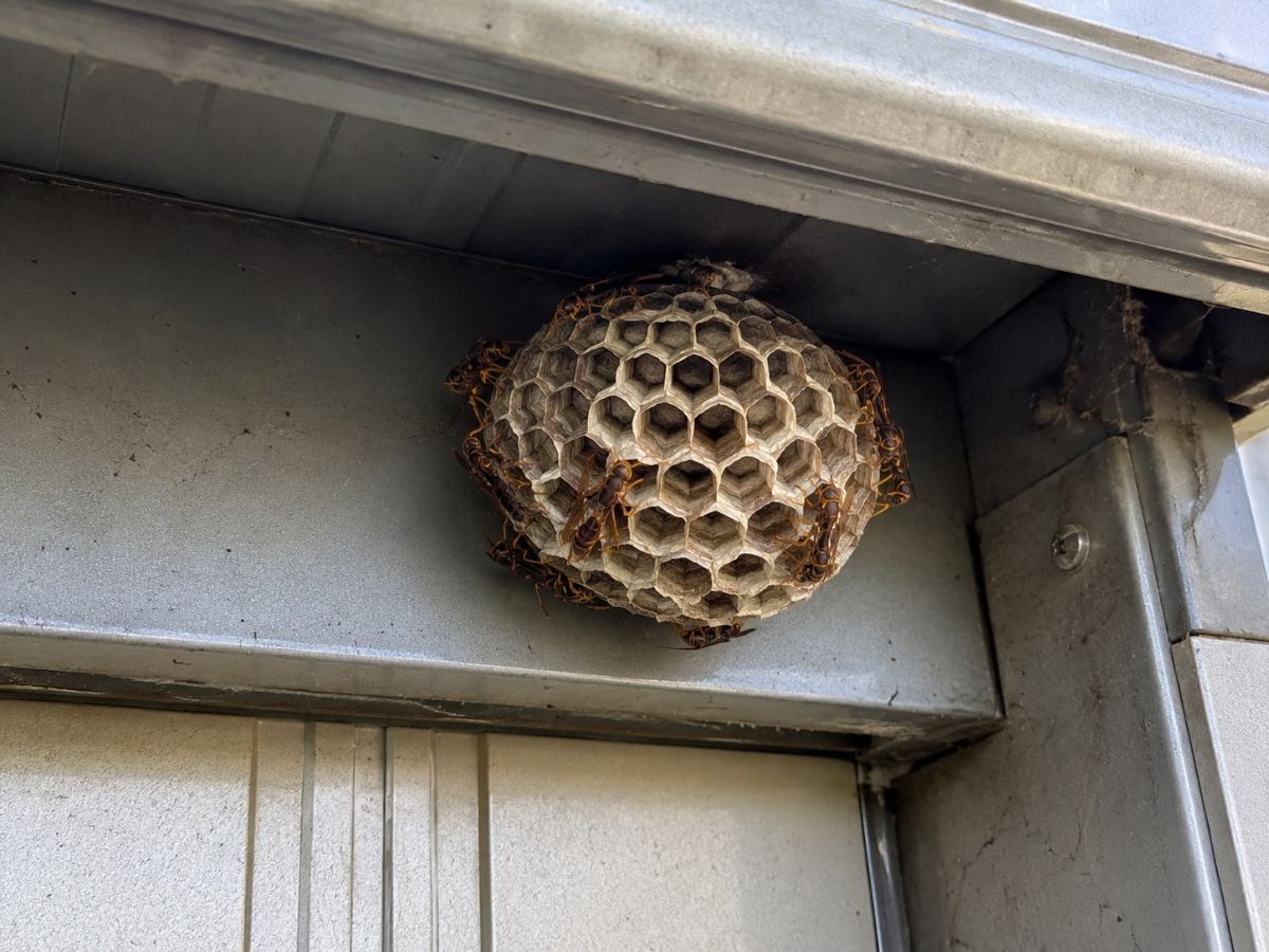 物置の屋根裏に営巣したアシナガバチの巣のアップ