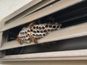 日野市 屋根裏換気口アシナガバチ駆除 施工前外観