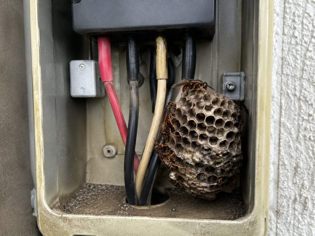 電気メーターボックス内に営巣したアシナガバチの巣のアップ