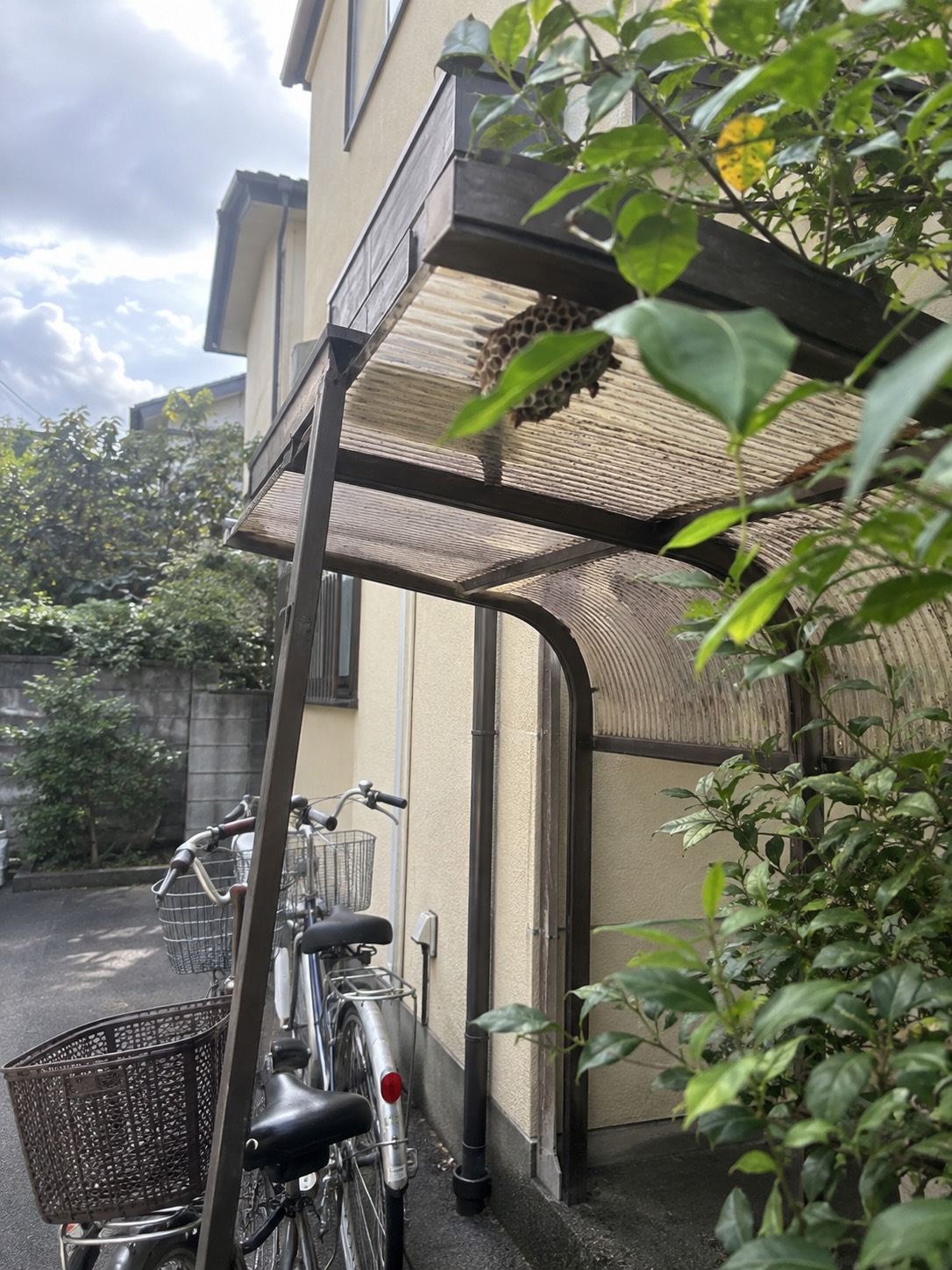 自転車置き場の屋根下にあるアシナガバチの巣を少し離れた位置から確認する様子