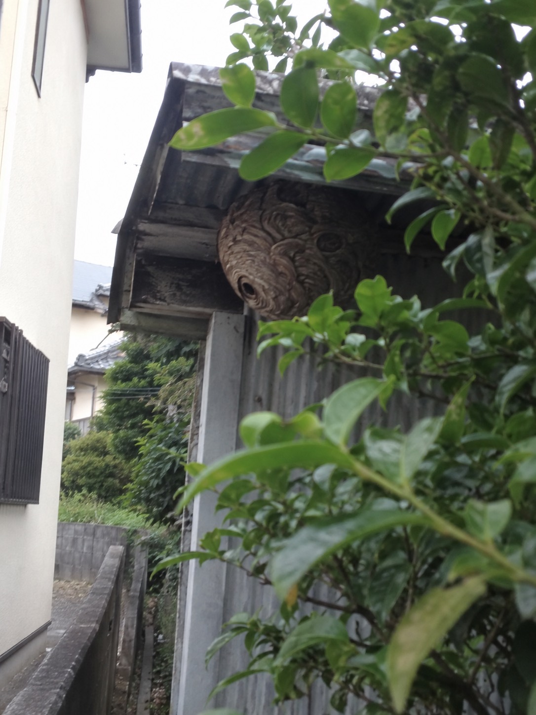 葉の陰から見える物置屋根下のコガタスズメバチの巣
