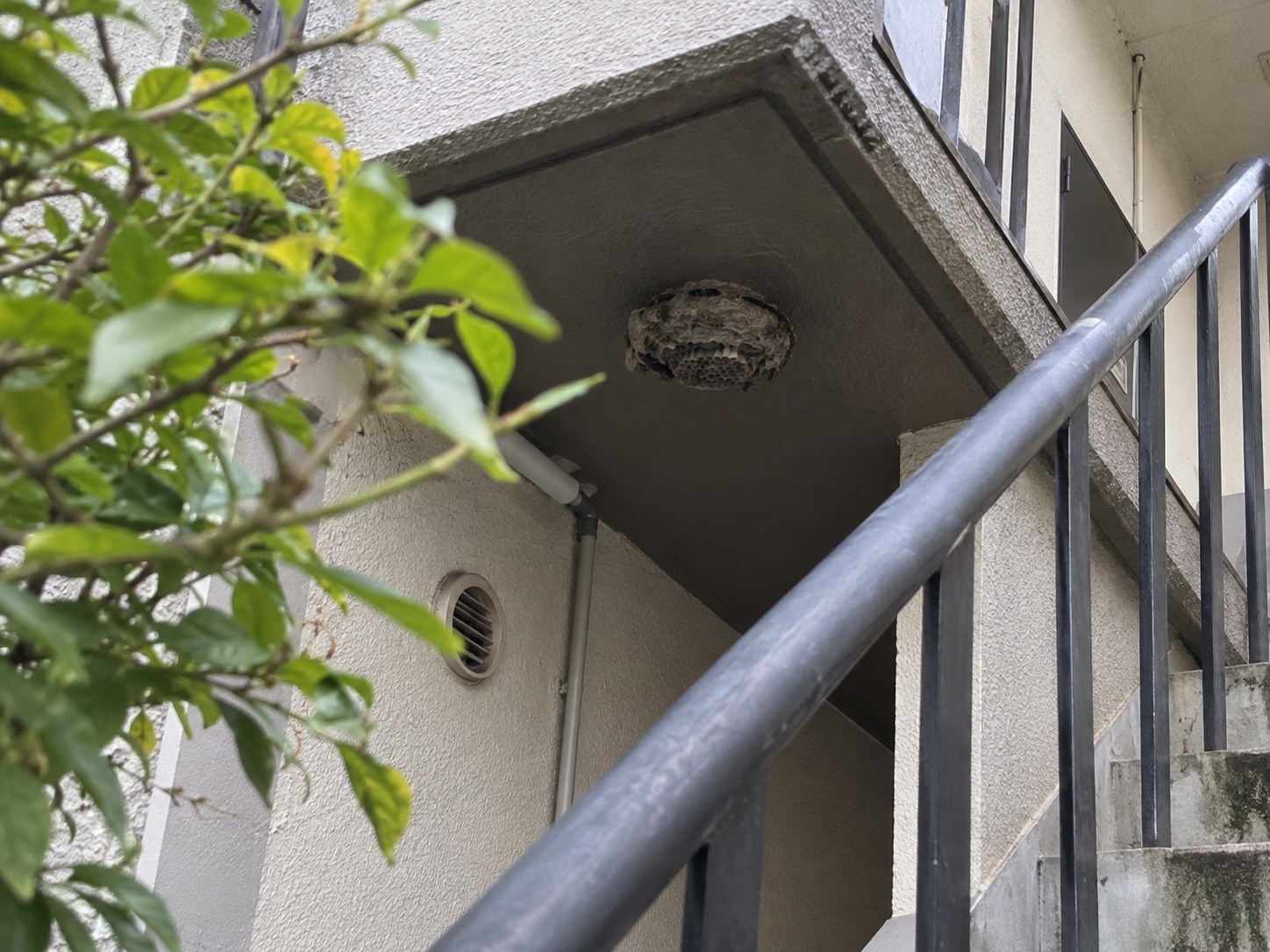 共用階段の軒下にあるアシナガバチの巣の近接