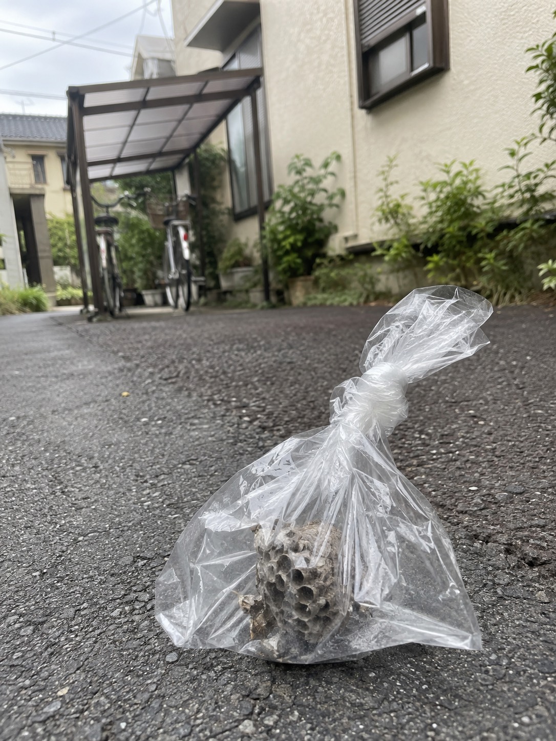 透明な袋に入れて口を不揃いにねじって閉じたアシナガバチの巣