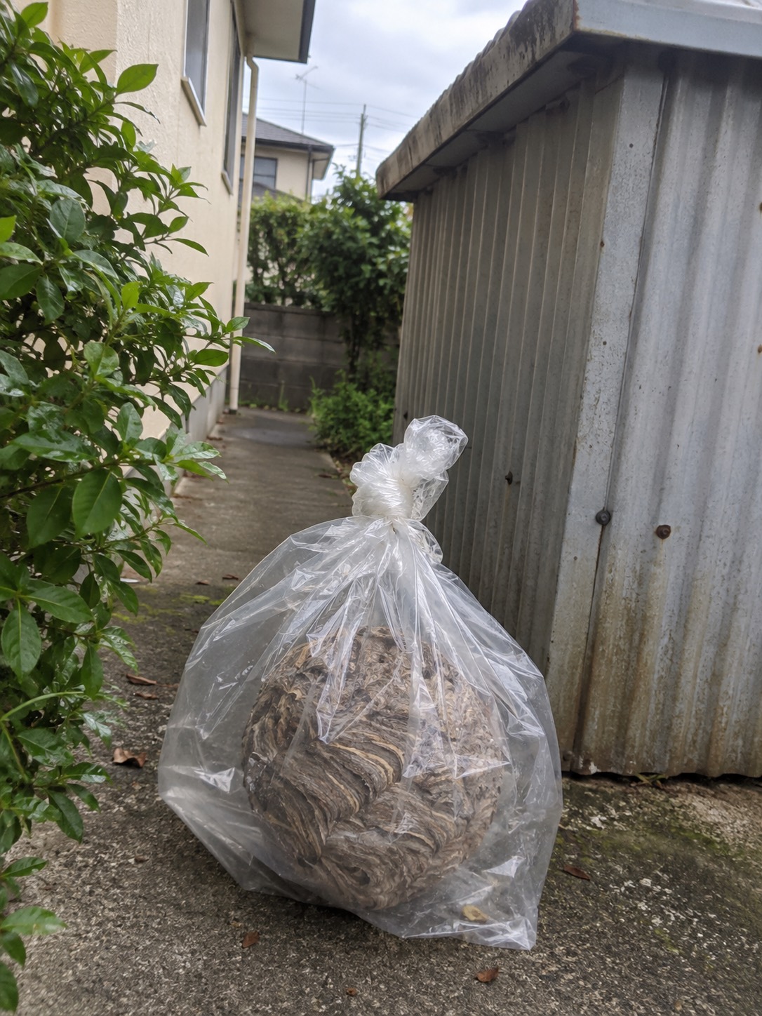 透明な袋に入れて口を雑にねじって閉じた回収後の巣