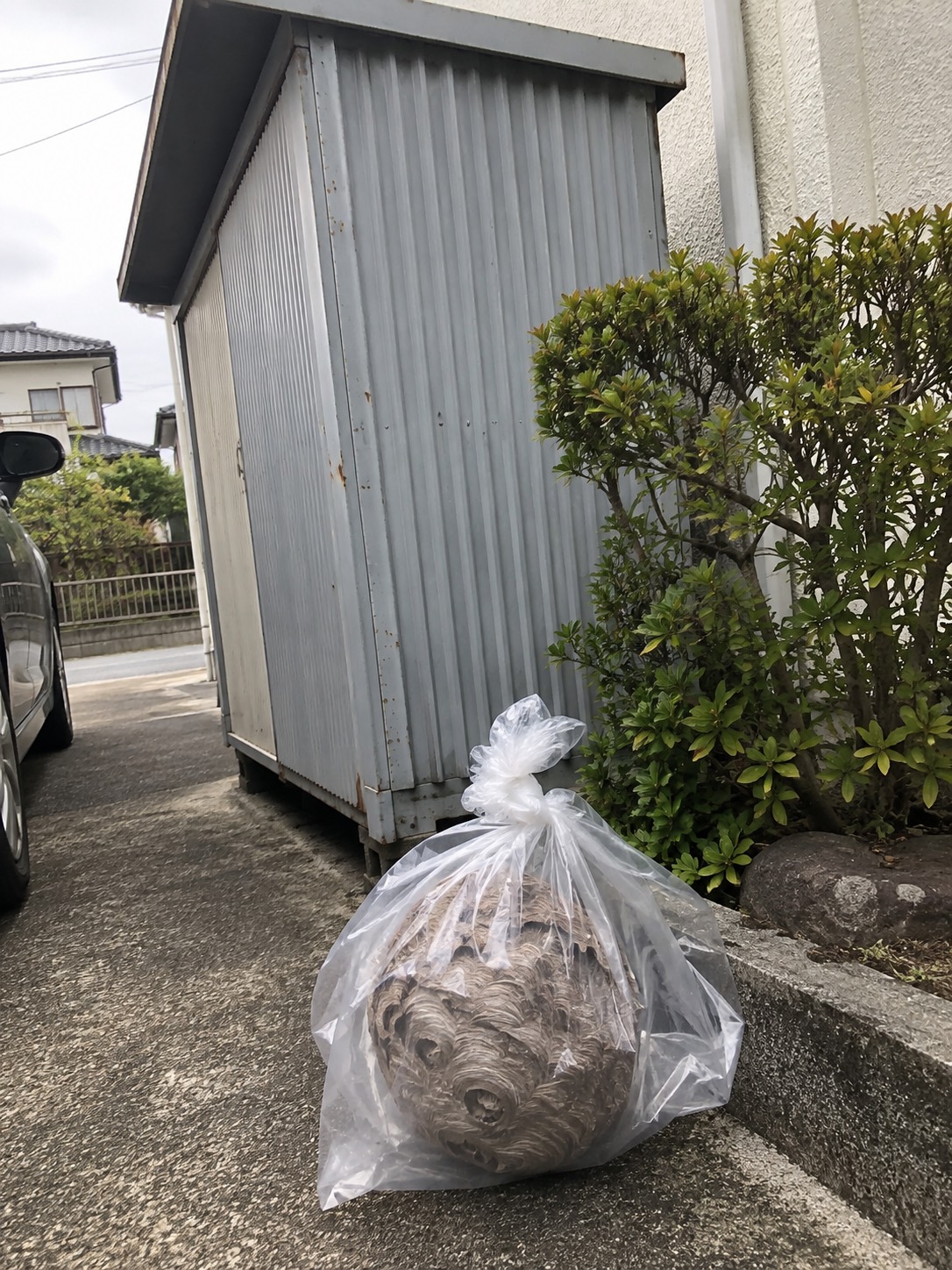 透明な袋に入れて口を不揃いにねじって閉じた回収後の巣