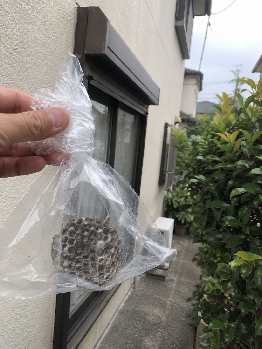 透明な袋に入れて口を不揃いにねじって閉じた回収後の巣