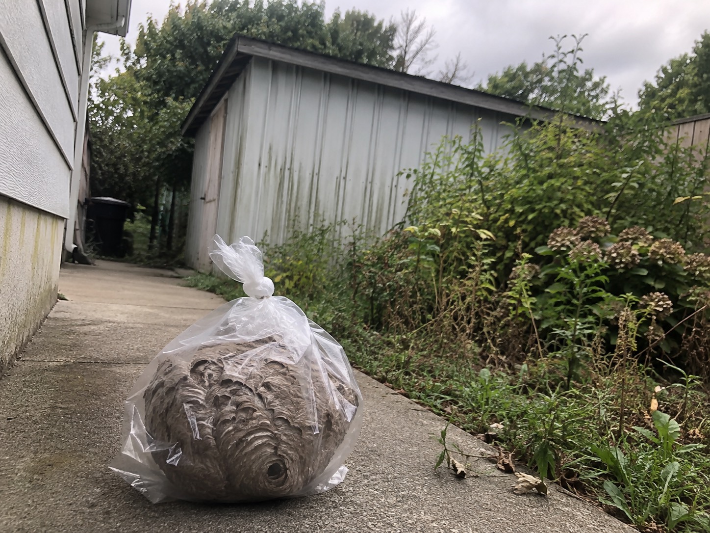完全に閉じた透明な袋へ回収した巣と、雑にねじって不揃いに閉じた袋の口