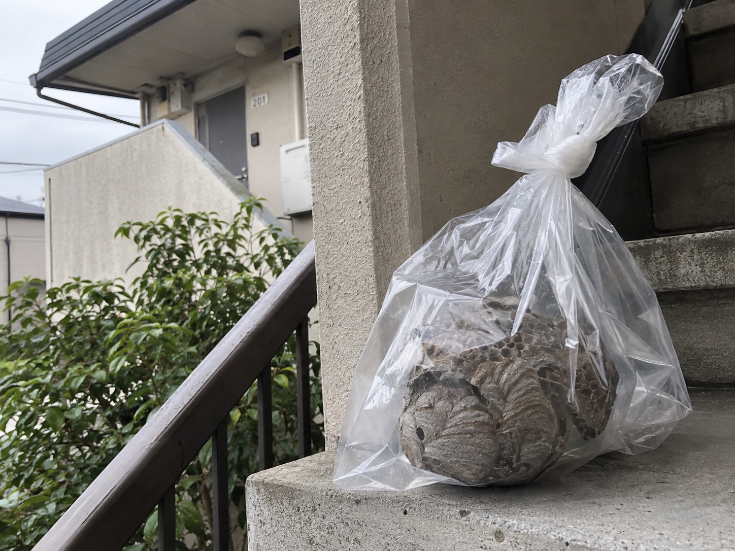 透明な袋に回収されたアシナガバチの巣