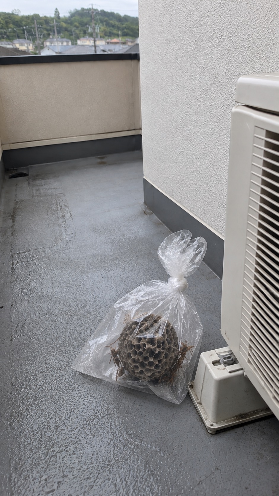 透明な袋に回収したアシナガバチの巣