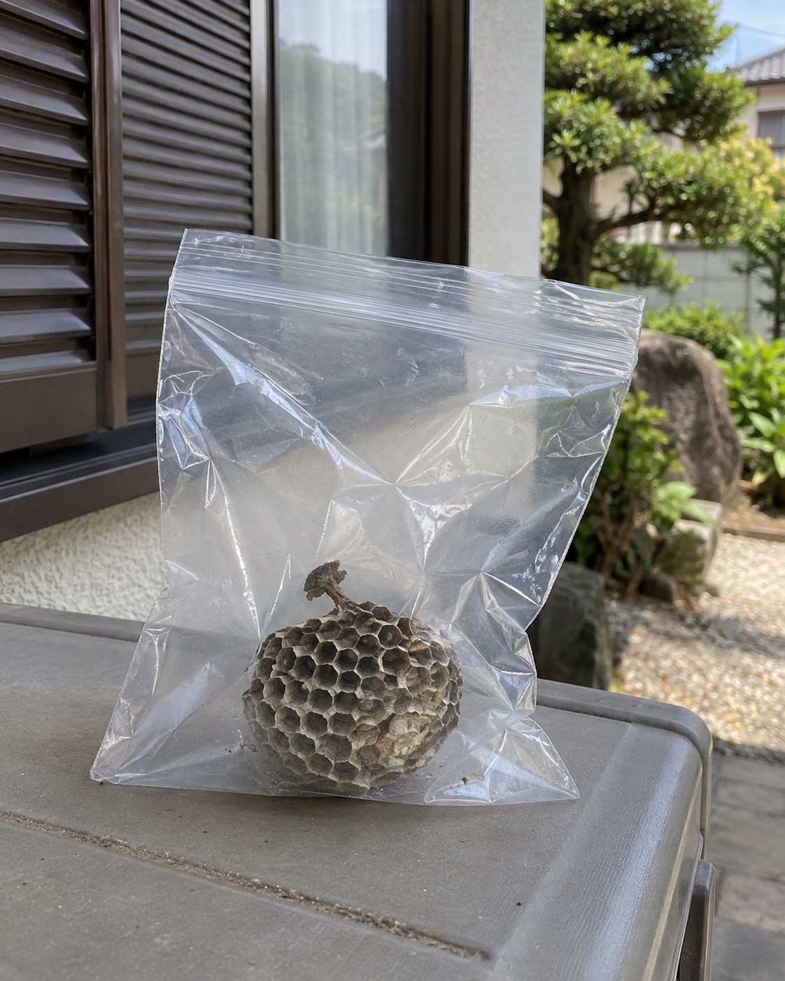 回収したアシナガバチの巣を透明な袋へ入れて口を閉じた状態