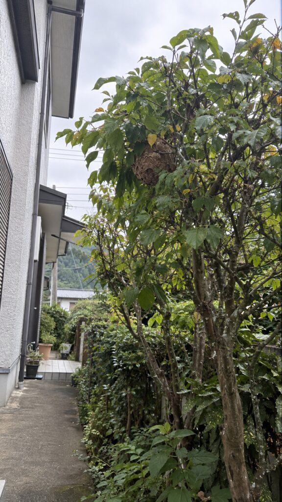 住宅脇の庭木にあるスズメバチの巣を離れて確認した状況