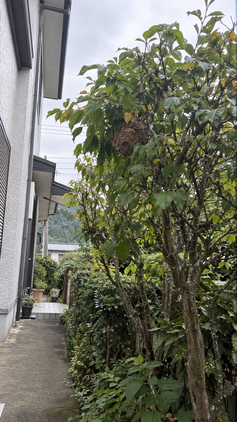 住宅脇の庭木にあるスズメバチの巣を離れて確認した状況