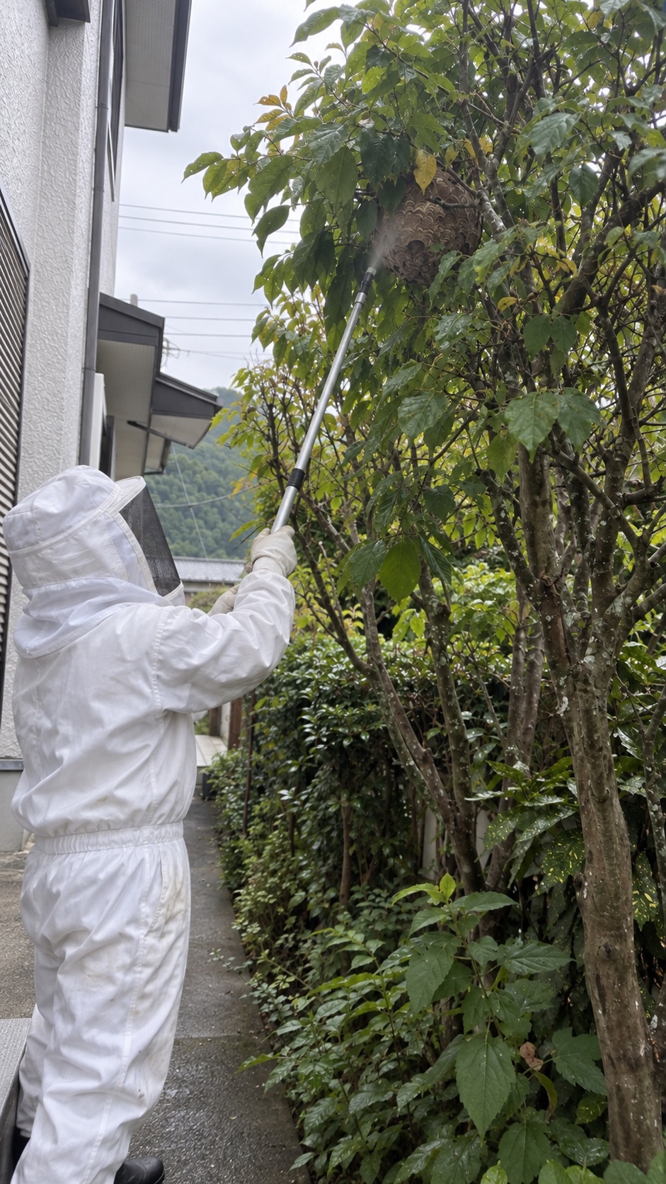 防護服の作業員が安定した地面から庭木の巣を処理する様子