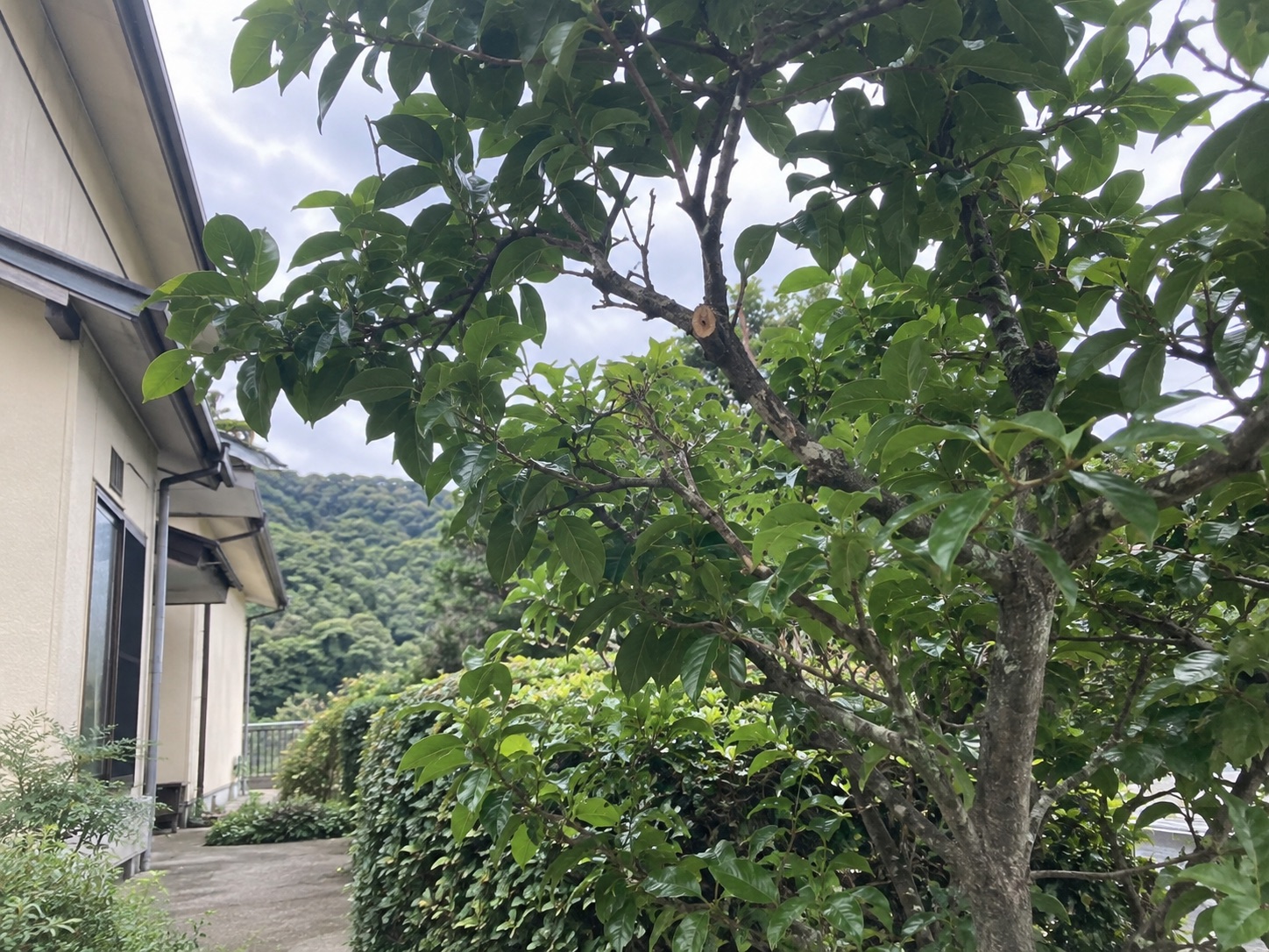巣を撤去した後の空になった庭木の枝