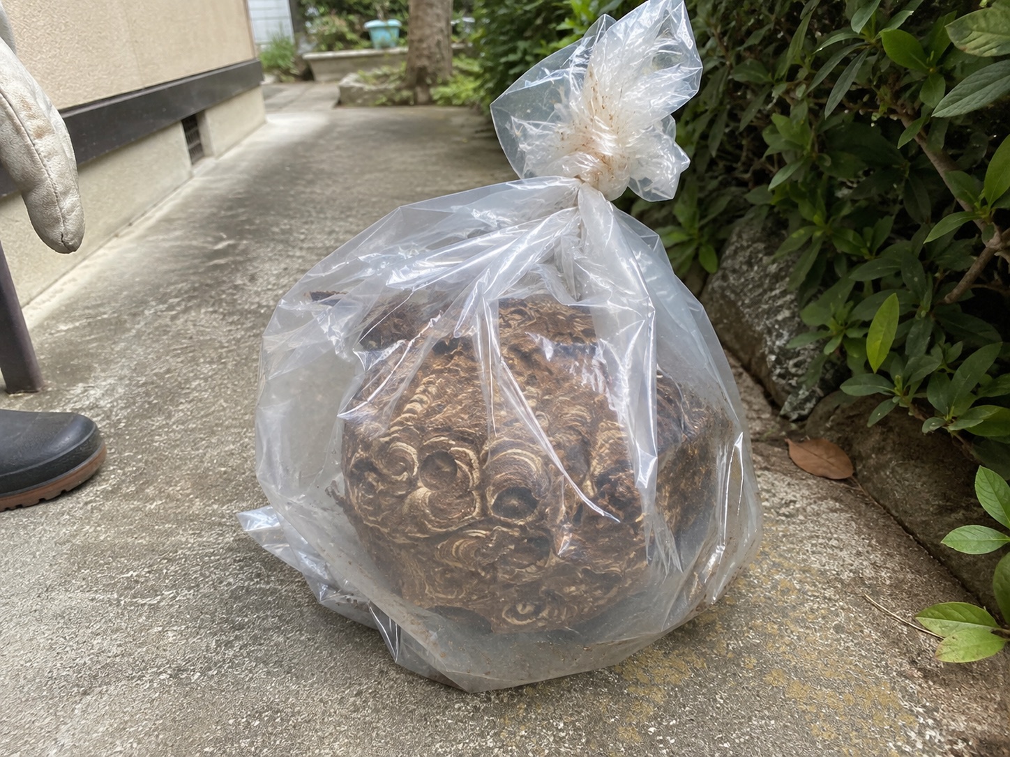 透明な袋に回収した蜂の巣