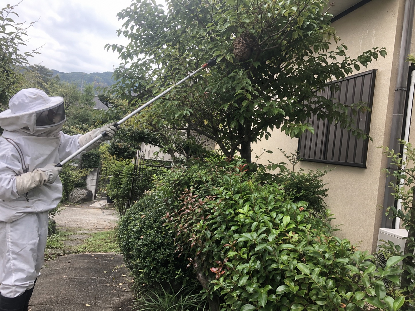 防護服で庭木の蜂の巣を処理している作業中の様子