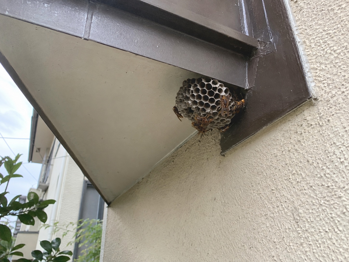 軒天の角に見えるアシナガバチの巣