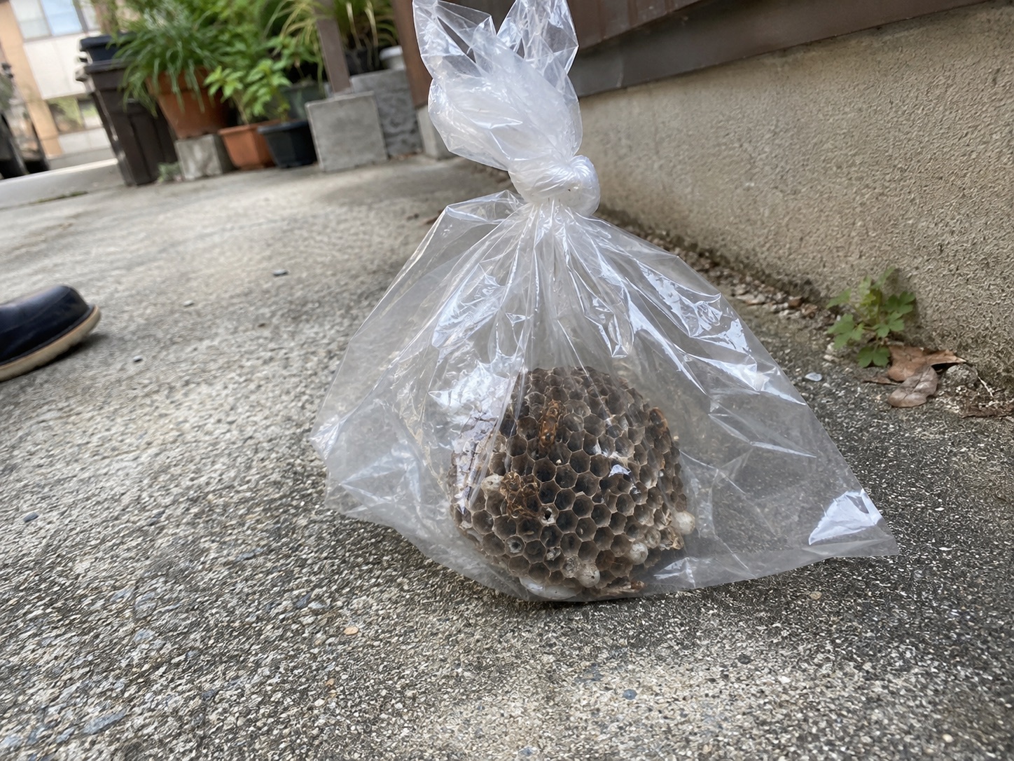 透明な袋に回収したアシナガバチの巣