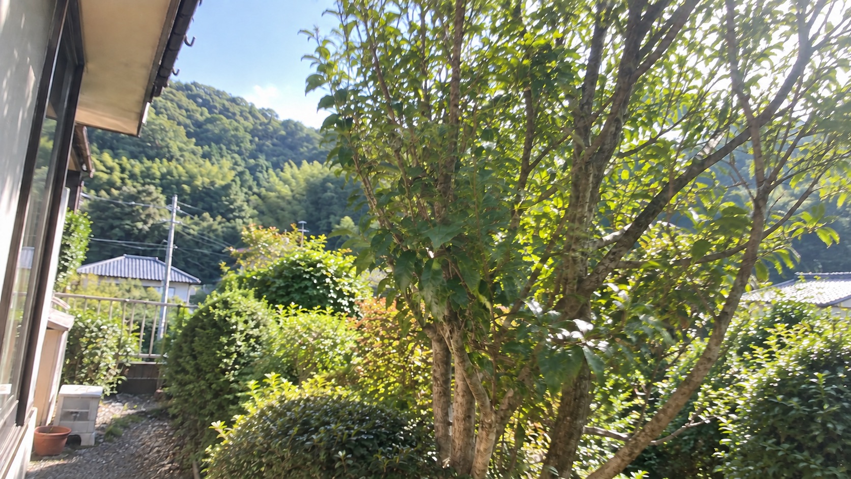 蜂の巣を撤去した後の庭木の枝