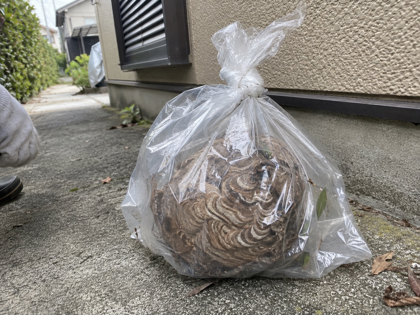 透明な袋に回収した蜂の巣