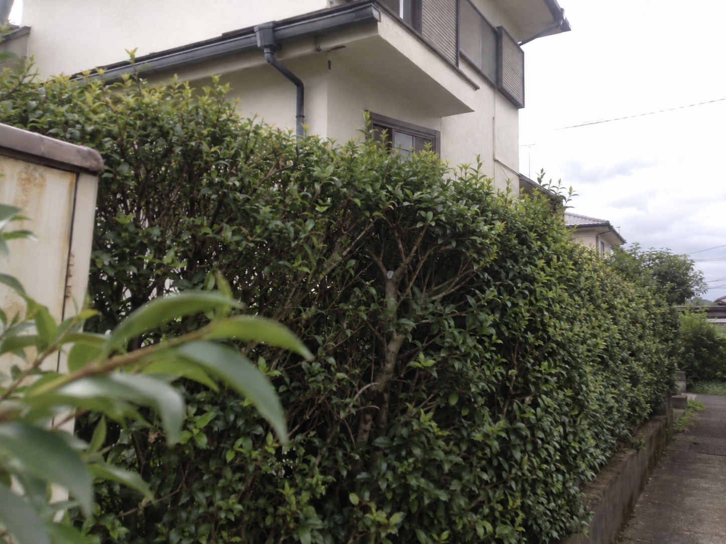 巣を取り除いた後の空になった生垣の枝