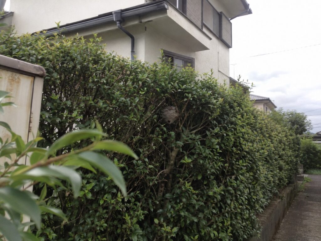 住宅脇の生垣の枝に丸いスズメバチの巣が見える全体状況