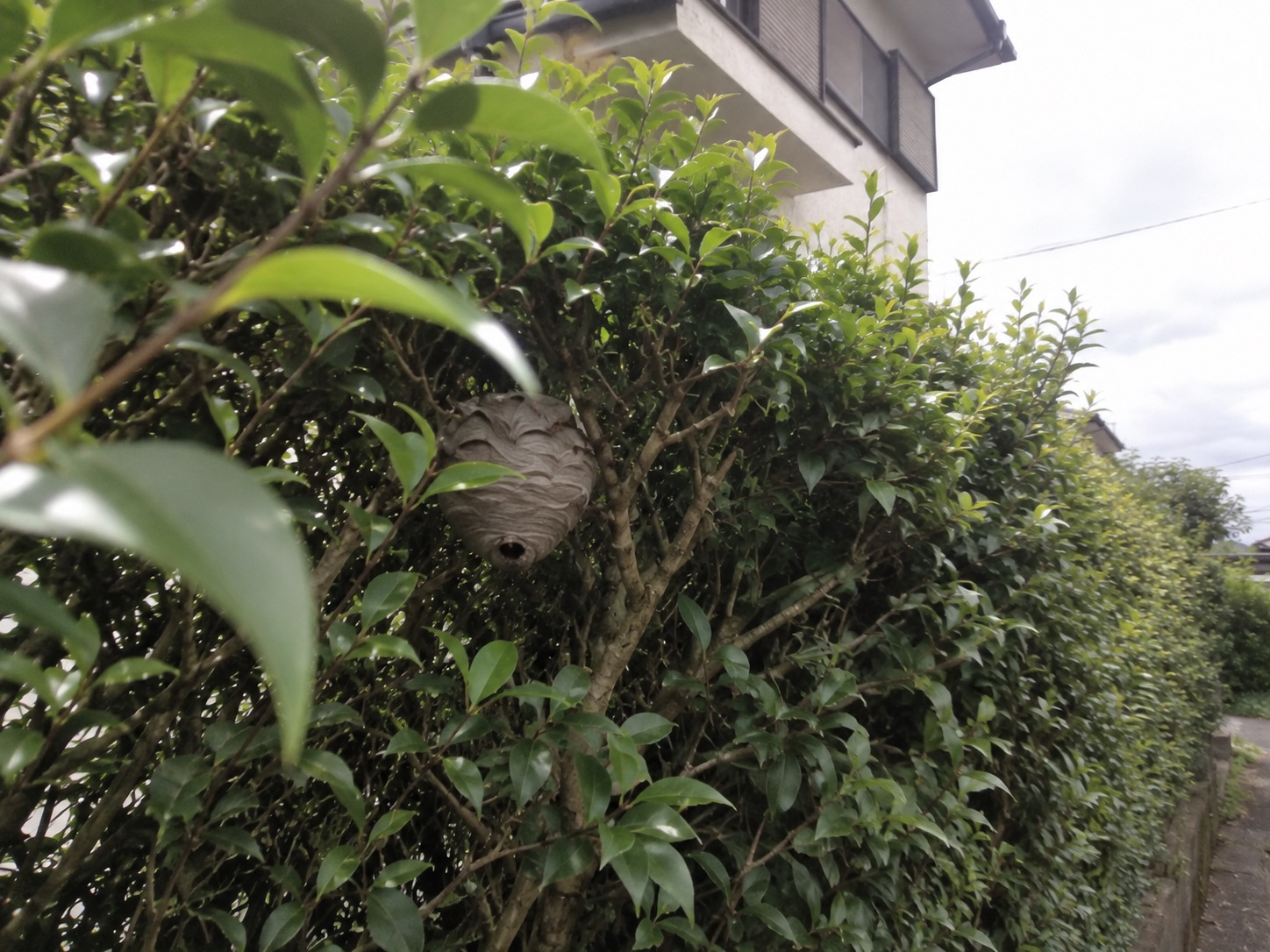 生垣の葉と枝の奥にある丸いスズメバチの巣