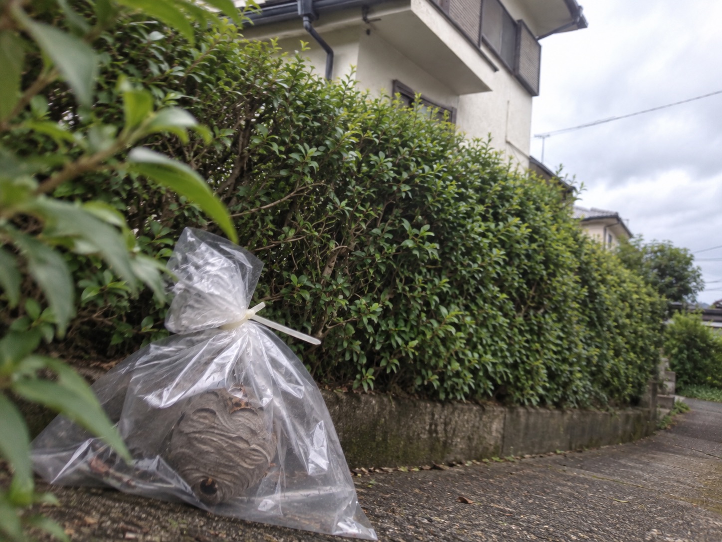回収した丸い蜂の巣を口をねじって閉じた透明袋に収めた状態
