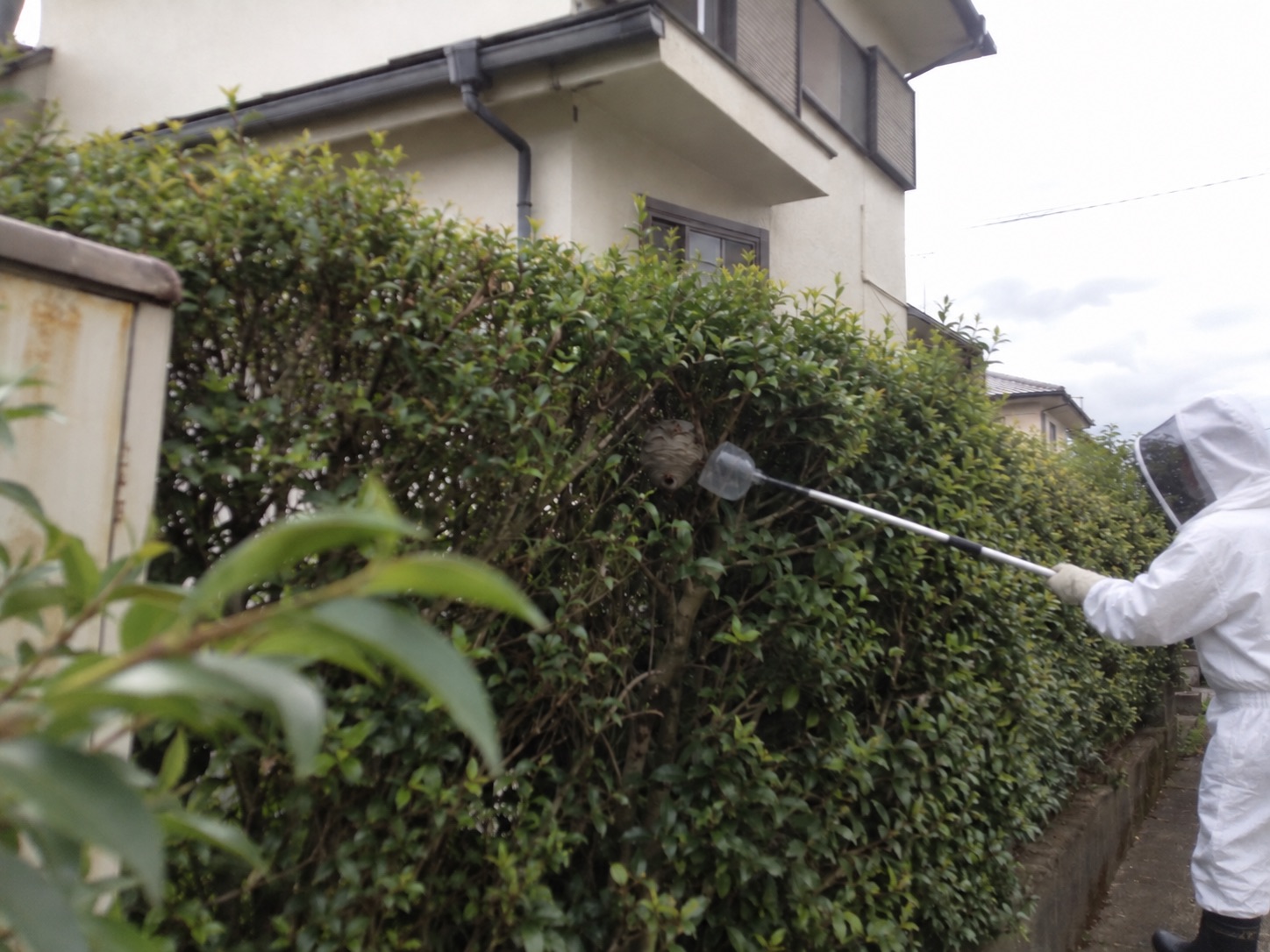 防護服の作業員が安全な通路から長い道具で巣を処理している様子