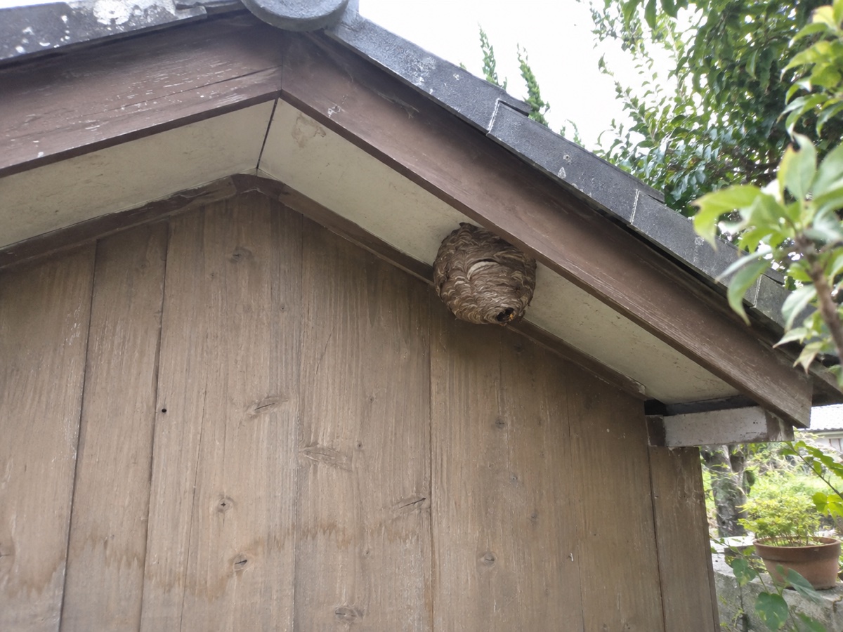 施工前・八王子市北野町の庭にある木造物置小屋、妻側軒下にできたスズメバチの球状の巣