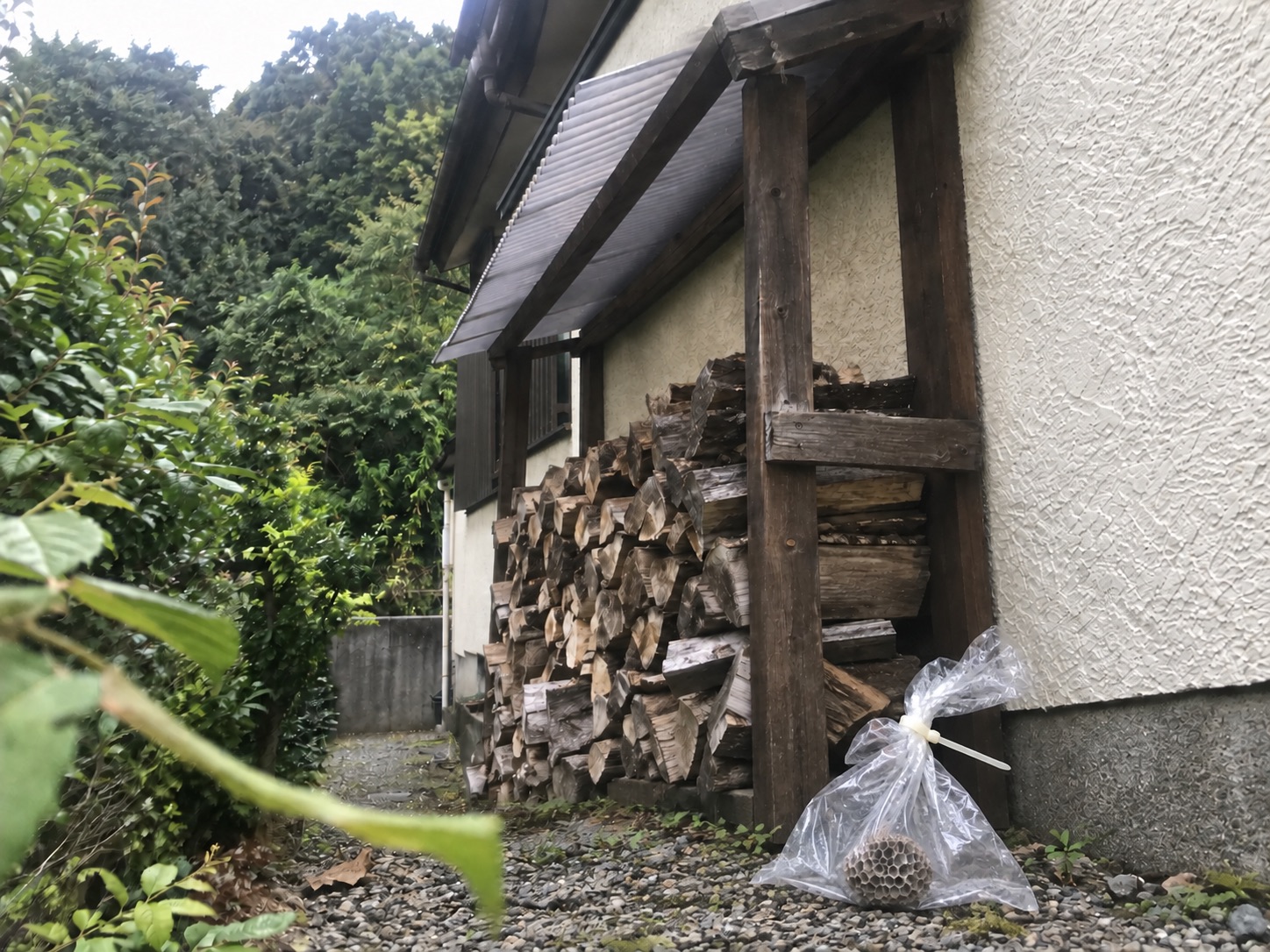 小さなアシナガバチの巣を口をねじって閉じた透明袋へ回収した状態