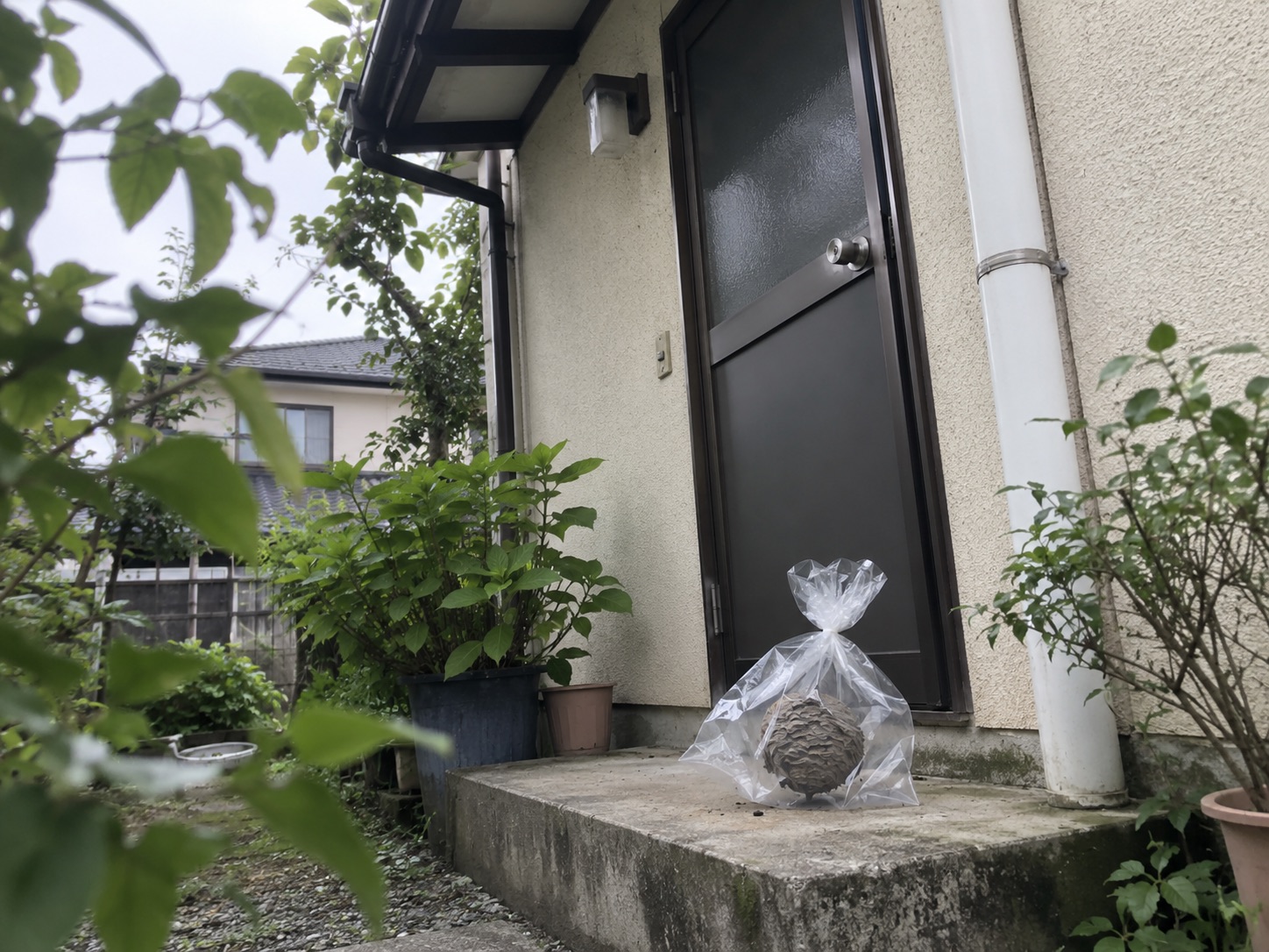 透明な袋に回収されたアシナガバチの巣