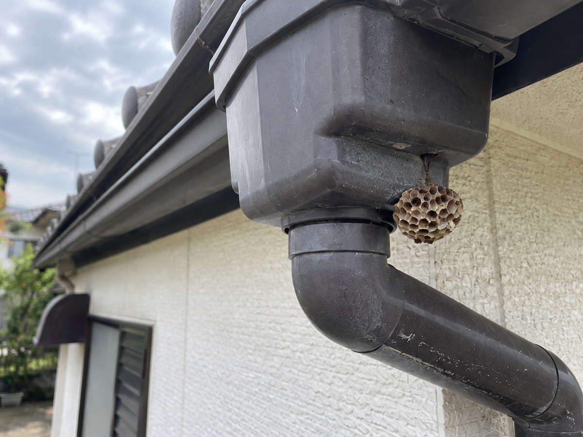 雨樋集水器の右側と縦樋エルボの接続部に付いたアシナガバチの巣の近接状況