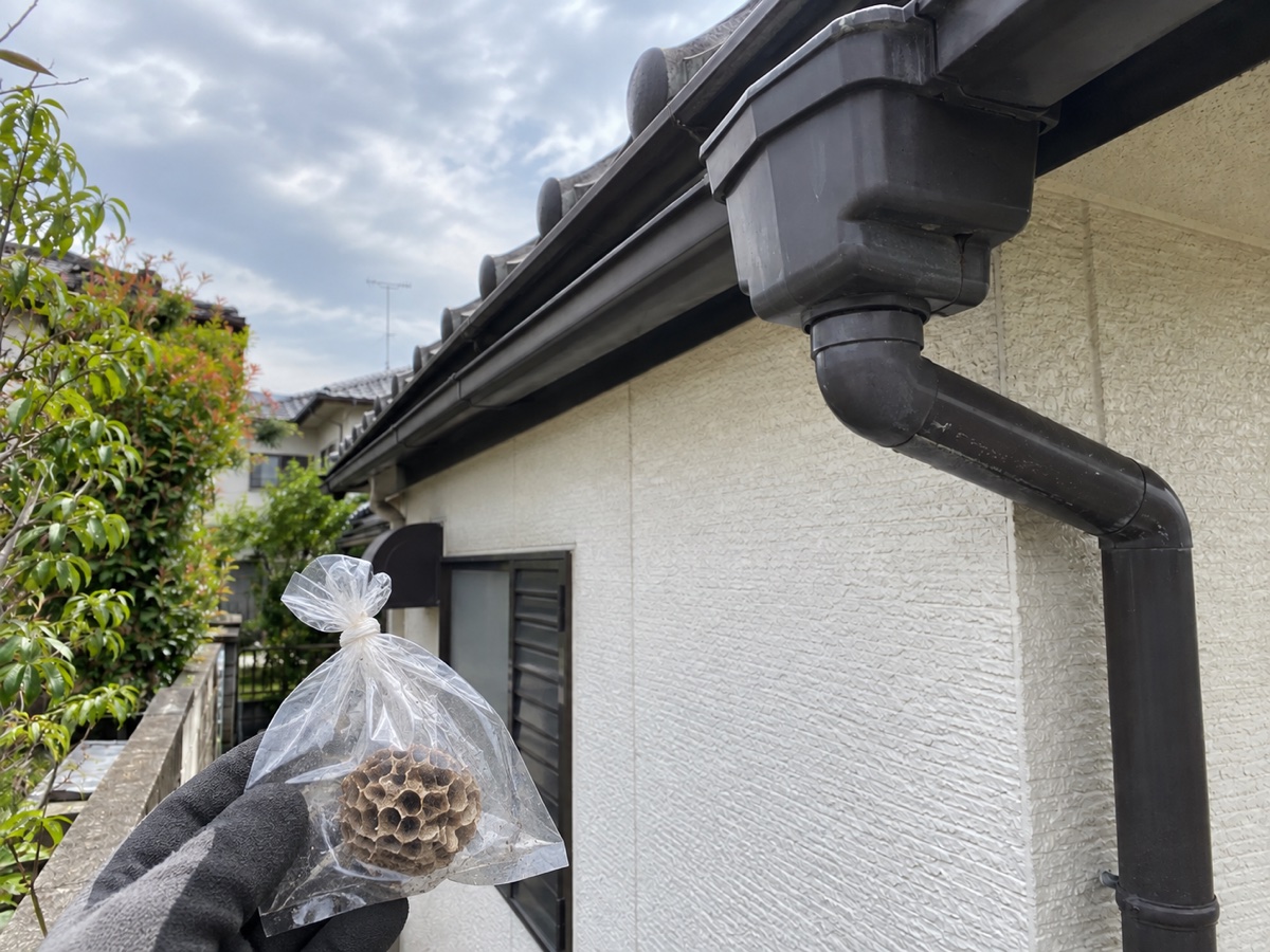 回収したアシナガバチの巣を透明な袋へ入れて口を閉じた状態