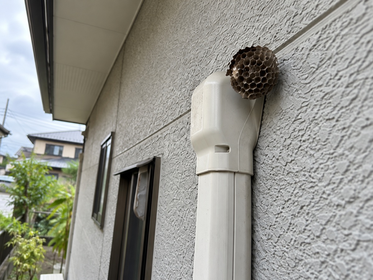 外壁配線カバーの上端と壁の境目に付いたアシナガバチの巣の近接状況