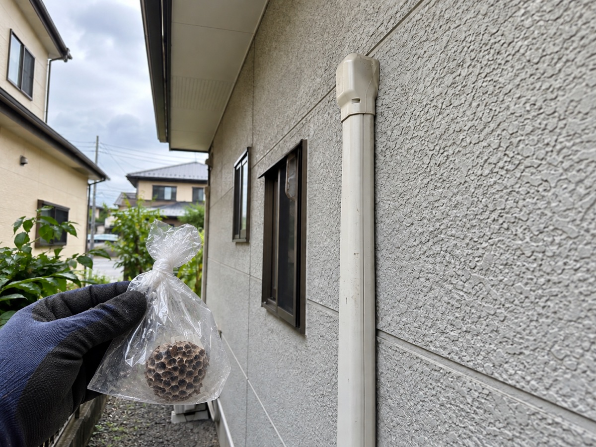回収したアシナガバチの巣を透明な袋へ入れて口を閉じた状態