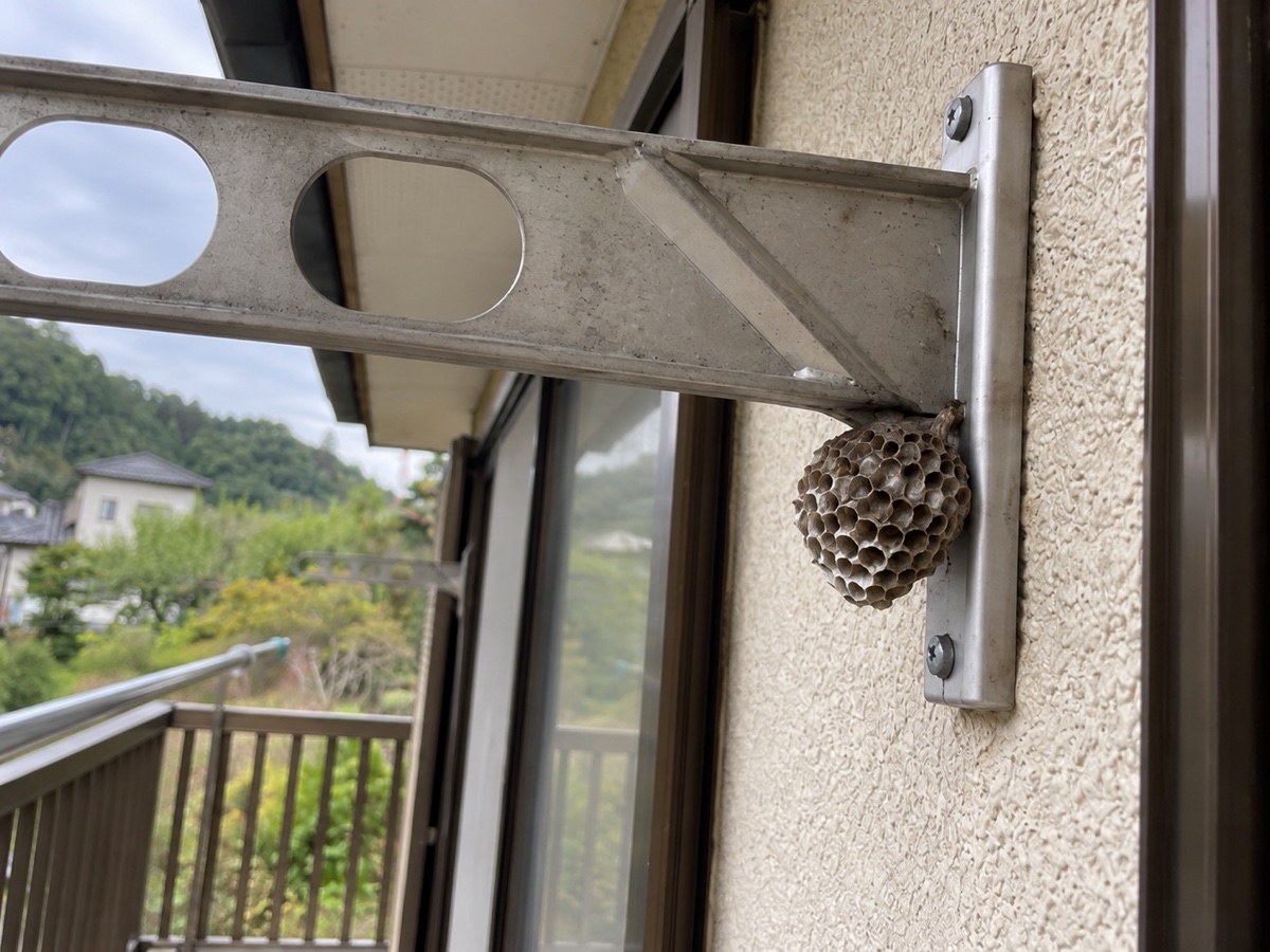 ベランダ物干し金具の右側取付部裏に付いたアシナガバチの巣の近接状況