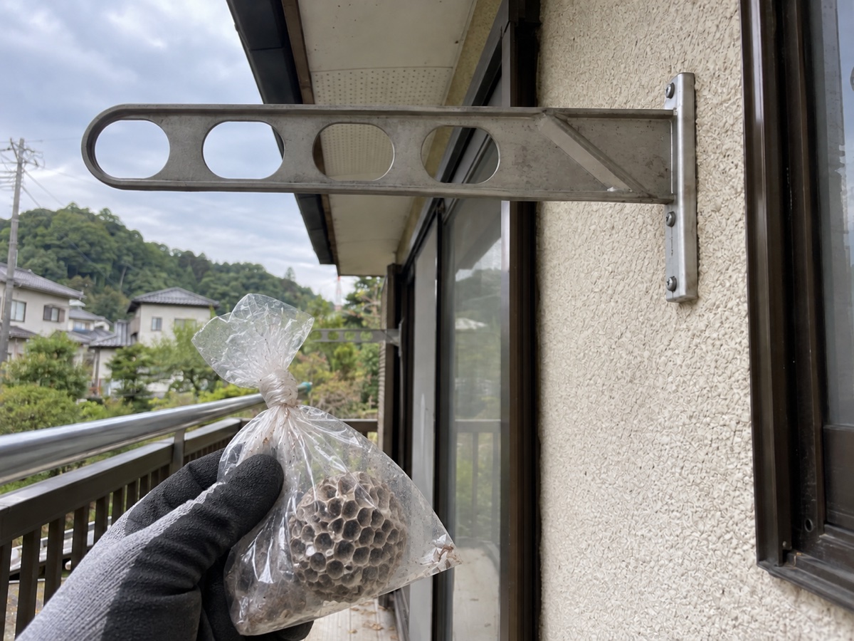 回収したアシナガバチの巣を透明な袋へ入れて口を閉じた状態