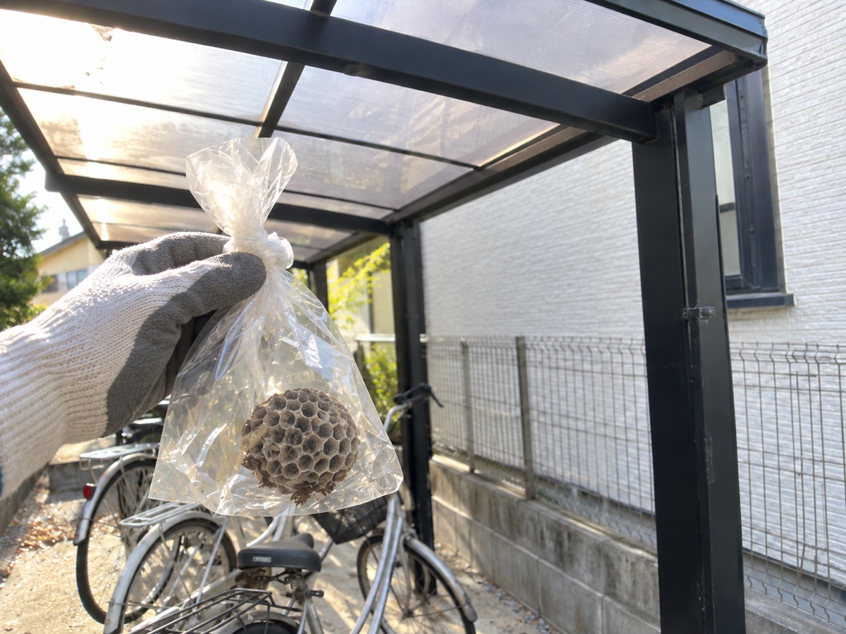 回収したアシナガバチの巣を透明な袋へ入れて口を閉じた状態